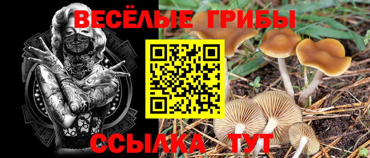 Галлюциногенные грибы Cubensis  Вход с VPN  Гатчина 